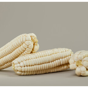 Nunc congue dui nec...